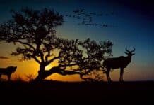 En Leopard Er På Lur Efter Et Byttedyr Ved Solnedgang Foran Et Træ I Afrika