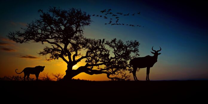 En Leopard Er På Lur Efter Et Byttedyr Ved Solnedgang Foran Et Træ I Afrika