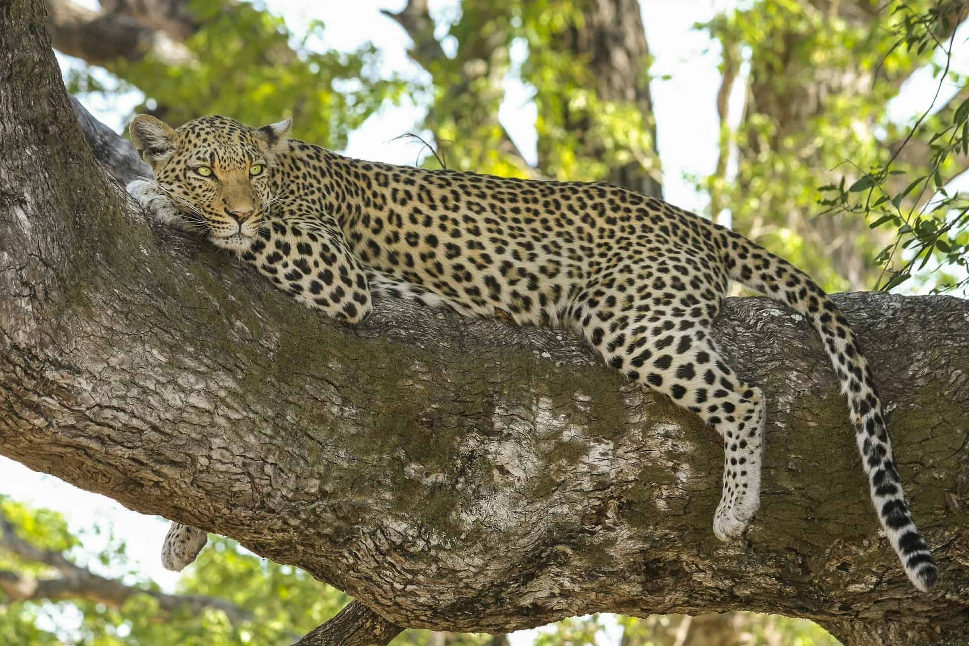 Leopard Ligger På Lur På En Gren I Et Træ I Afrika