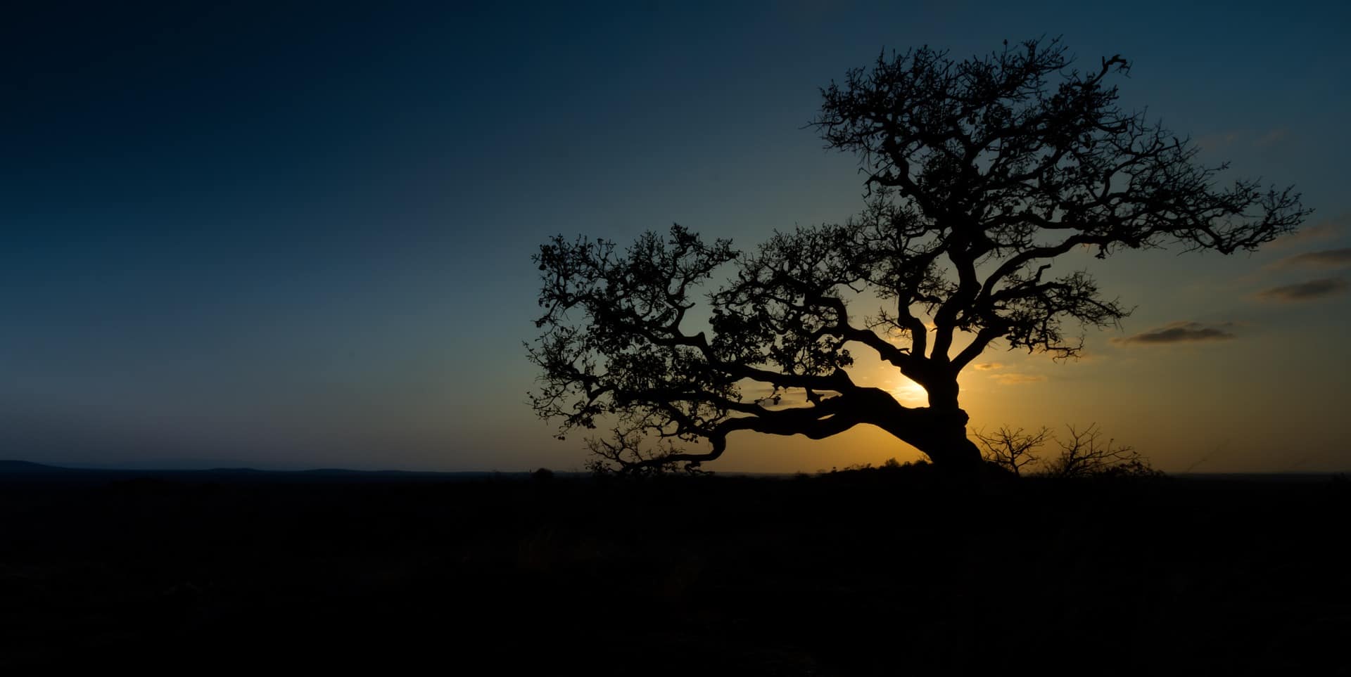 Rejse Til Afrika På Ferie Træ Mod Solnedgang